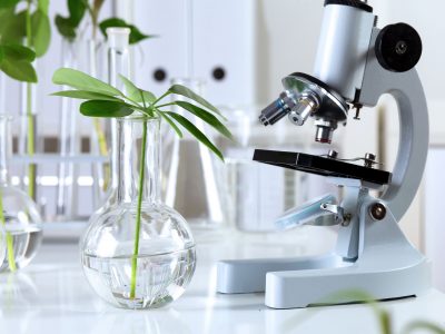 13247155 - green plants and scientific equipment in biology laborotary
